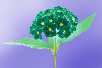 F 056B